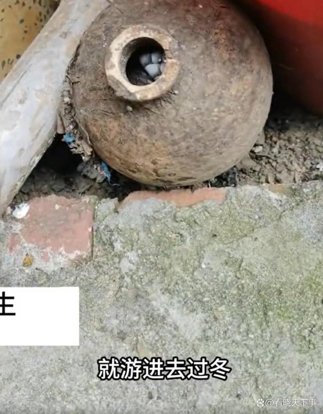 居民酒瓶中砸出过冬眼镜蛇 胆大男子徒手擒蛇